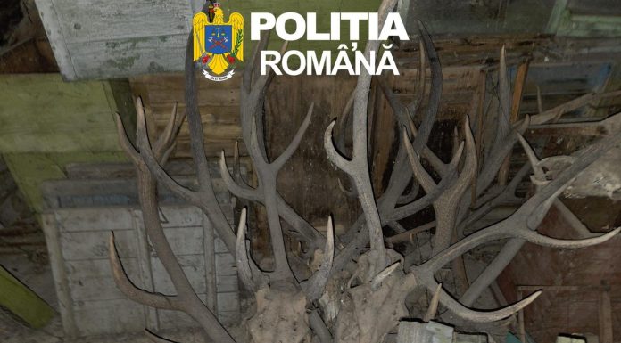 Arad – 29 de percheziţii vizând infracţiuni la regimul armelor. Patru bărbaţi reţinuţi, 10 arme, 475 de cartuşe deţinute ilegal şi peste 200 de trofee ridicate – FOTO
