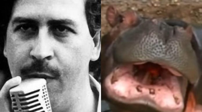 Hipopotamii lui Pablo Escobar vor fi omorâți. Motivul pentru care guvernul columbian a luat decizia controversată