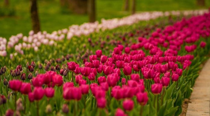 Începe Simfonia Lalelelor, cel mai important eveniment turistic al Piteştiului. Organizatorii promit spectacole cu artişti de top şi evenimente sportive şi culturale, toate organizate într-un cadru în care florile au locul principal – FOTO