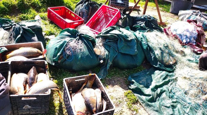 Poliţiştii de frontieră au făcut 45 de percheziţii în trei judeţe pentru combaterea braconajului piscicol / Au fost găsite peste 400 de kilograme de peşte, 70 de plase monofilament, motoare de bărci / Valoarea totală a bunurilor – un milion de lei