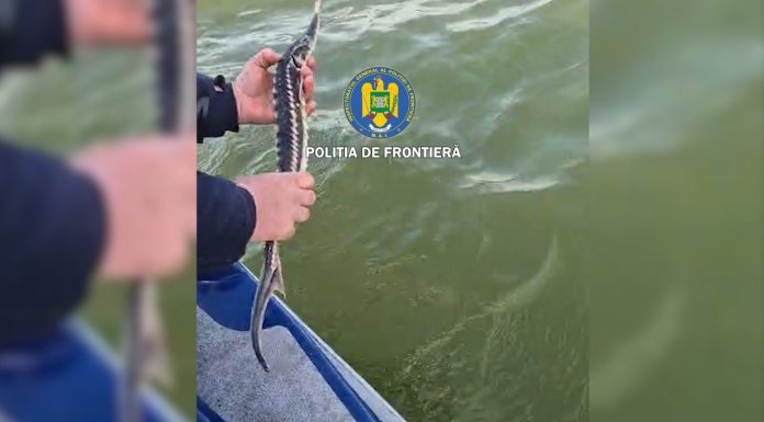 Tulcea: Patru sturioni, descoperiţi de poliţiştii de frontieră în plase de pescuit, eliberaţi în Marea Neagră – FOTO