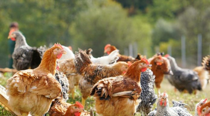 Carmistin The Food Company își consolidează poziția de lider în sectorul avicol din România, prin dublarea producției în ultimii doi ani