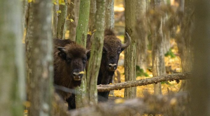 Coloana sonoră a naturii româneşti – Piesa „Zimbru”, lansată la radio de Ziua Pământului/ VIDEO
