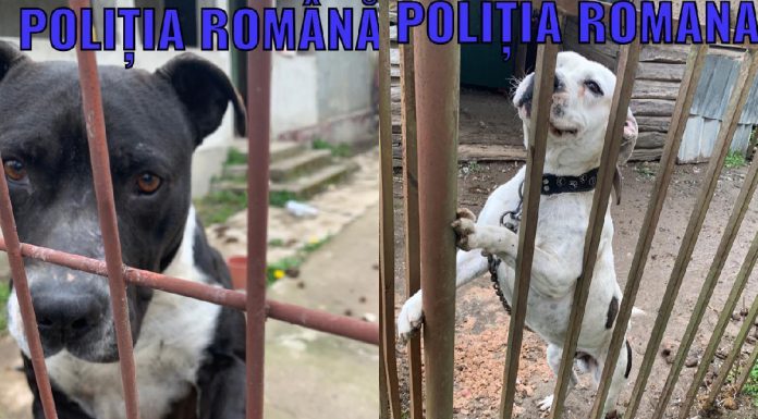 UE interzice legarea câinilor în lanț / Ce prevede prima lege UE dedicată protecției câinilor și pisicilor