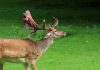Un cerb amețit de fructe fermentate a pus pe jar autoritățile din Franța. Animalul a provocat haos pe șosele
