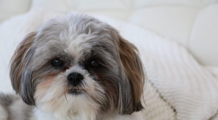 Un veterinar avertizează că trei lucruri pe care le fac proprietarii ar putea scurta viața animalelor de companie