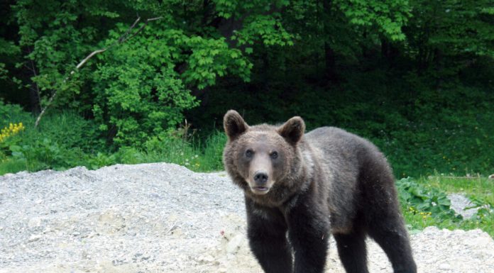 Urșii au reapărut în localități din Harghita. Mai multe mesaje RO-ALERT, emise în ultimele zile