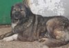 Buzău: Copil de patru ani, mort după ce a fost sfâşiat de un câine ciobănesc de la un saivan din vecinătatea casei în care locuia împreună cu mama sa/ Micuţul ar fi intrat în curtea în care se afla animalul, care ar fi fost legat