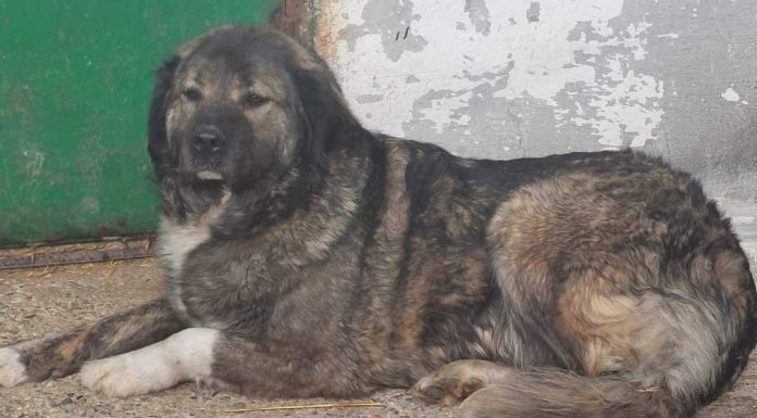 Buzău: Copil de patru ani, mort după ce a fost sfâşiat de un câine ciobănesc de la un saivan din vecinătatea casei în care locuia împreună cu mama sa/ Micuţul ar fi intrat în curtea în care se afla animalul, care ar fi fost legat