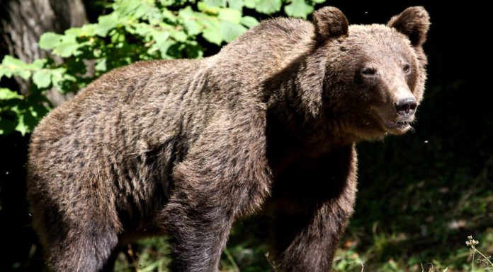 Patru mesaje RO-Alert emise în acest an în județul Neamț pentru prezența urșilor. Alertă joi dimineață în Piatra Neamț