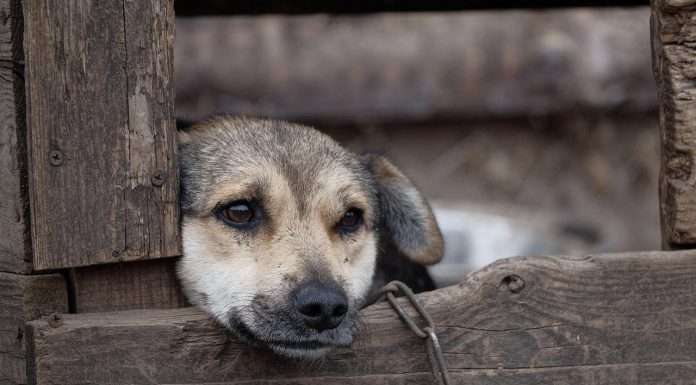 Prim pas către INTERDICȚIE: Câinii nu vor fi ținuți mai mult de 2 ore pe zi în lanț. Sancțiunile ajung până la confiscarea animalului