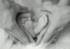 Oamenii și animalele se confruntă cu o criză ascunsă a fertilității, avertizează oamenii de știință