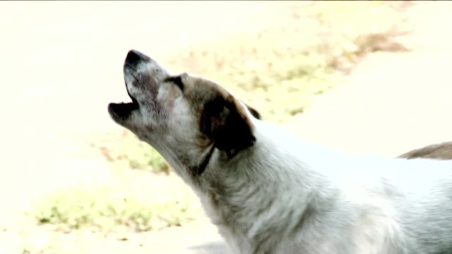 Un băiat de 12 ani din Slatina a fost mușcat de trei câini după ce a intrat fără drept într-o curte