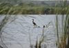 Mai multe state UE cer măsuri dure împotriva cormoranilor, păsările acuzate că consumă 360.000 de tone de pește