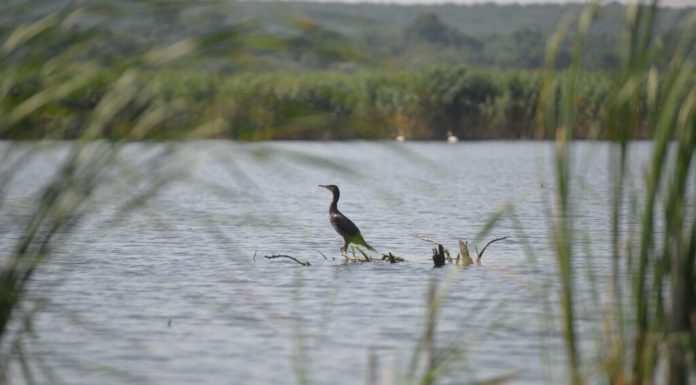 Mai multe state UE cer măsuri dure împotriva cormoranilor, păsările acuzate că consumă 360.000 de tone de pește