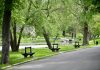 Copacii combat jumătate din încălzirea urbană a lumii, dar nu și în locurile care au cea mai mare nevoie de ea