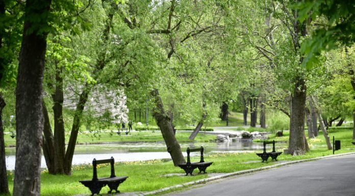 Copacii combat jumătate din încălzirea urbană a lumii, dar nu și în locurile care au cea mai mare nevoie de ea