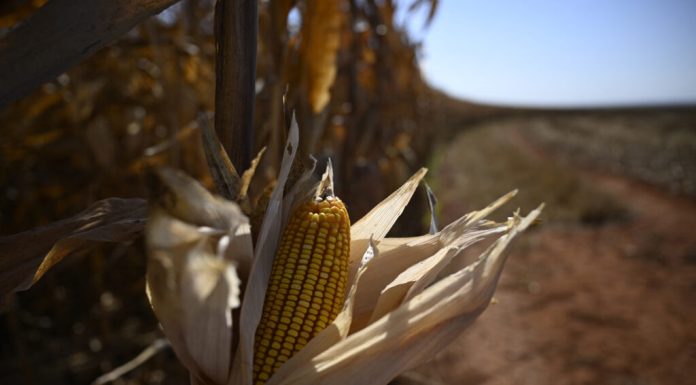 România își reduce suprafața cultivată cu porumb și nici Franța nu se simte prea bine