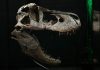 Colecționarii de fosile: Sotheby’s îl scoate la licitație pe dinozaurul „Gus” la 30 de milioane de dolari. Ce are special