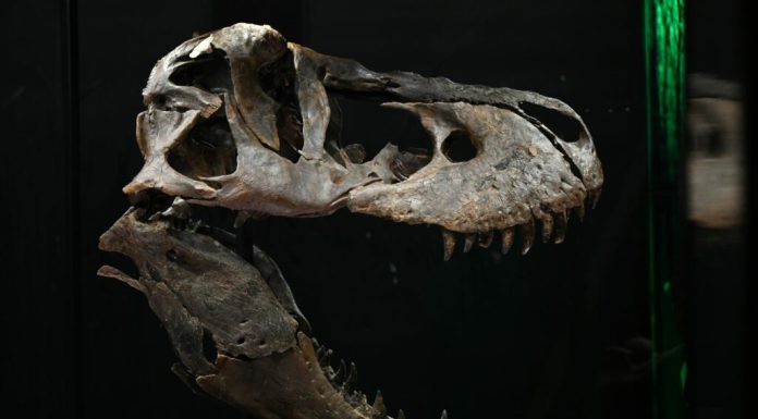 Colecționarii de fosile: Sotheby’s îl scoate la licitație pe dinozaurul „Gus” la 30 de milioane de dolari. Ce are special