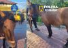 Trei bărbaţi din judeţul Dâmboviţa, reţinuţi după ce au furat doi cai, de pe un islaz din Argeş. Ei au băgat animalele într-o maşină specială de transport cai