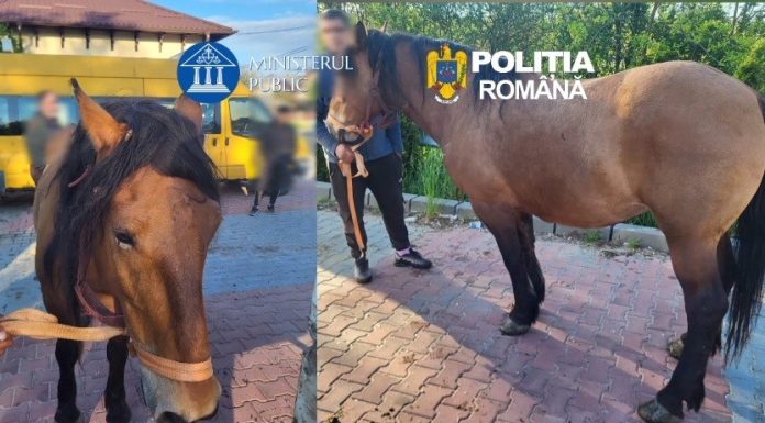 Trei bărbaţi din judeţul Dâmboviţa, reţinuţi după ce au furat doi cai, de pe un islaz din Argeş. Ei au băgat animalele într-o maşină specială de transport cai