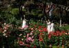 La Seul începe unul dintre cele mai mari festivaluri ale trandafirilor, cu 45.000 de plante înflorite înainte de termen