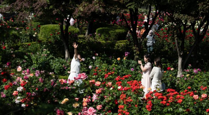 La Seul începe unul dintre cele mai mari festivaluri ale trandafirilor, cu 45.000 de plante înflorite înainte de termen