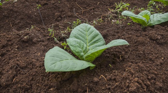 Secretul nicotinei, descifrat după 200 de ani: „Este un moment important pentru ştiinţă”