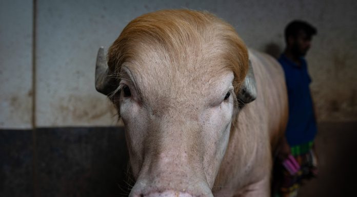 Bivolul albinos „Donald Trump”, devenit o vedetă în Bangladesh, va fi cruţat şi trimis la o grădină zoologică