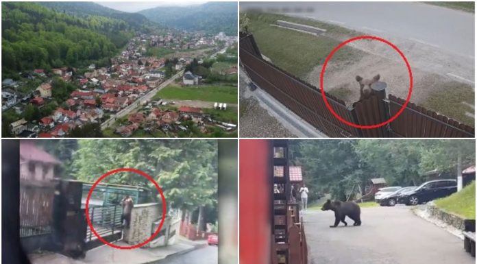 „Ți-e frică să mai ieși din casă”. Orașul în care urșii se plimbă pe străzi ca în pădure. Ce fac autoritățile