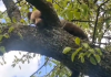 Un pui de urs blocat într-un copac a fost salvat de jandarmi lângă Sighișoara