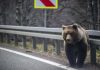 Turistul bulgar mușcat de un urs pe Transfăgărăşan a fost amendat de jandarmi pentru că a hrănit animalul