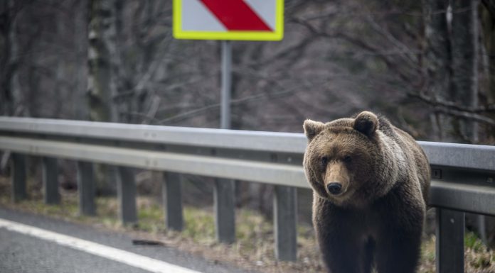 Turistul bulgar mușcat de un urs pe Transfăgărăşan a fost amendat de jandarmi pentru că a hrănit animalul