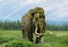 Un „mamut” păstrat timp de 70 de ani într-un muzeu s-a dovedit a fi cu totul altceva. Ce animal era, de fapt