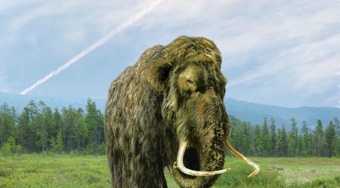 Un „mamut” păstrat timp de 70 de ani într-un muzeu s-a dovedit a fi cu totul altceva. Ce animal era, de fapt