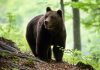 Mesaj RO-Alert după ce un urs a fost văzut în Bistriţa, într-o zonă în care a avut loc un eveniment pentru familii