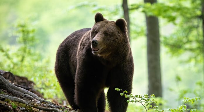 Mesaj RO-Alert după ce un urs a fost văzut în Bistriţa, într-o zonă în care a avut loc un eveniment pentru familii