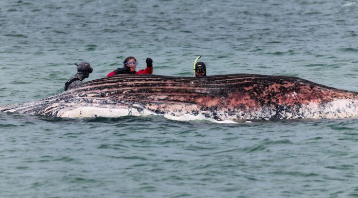 Balena Timmy a murit. Un dispozitiv GPS i-a confirmat identitatea