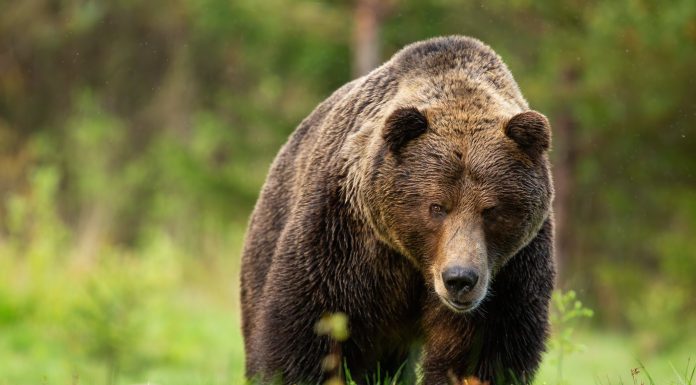 Un turist străin a fost muşcat de un urs, în timp ce se afla zona barajului Vidraru