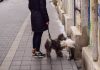 Obligația pe care o vor avea proprietarii de câini dintr-un oraș italian. Amendă de până la 500 de euro dacă nu va fi respectată