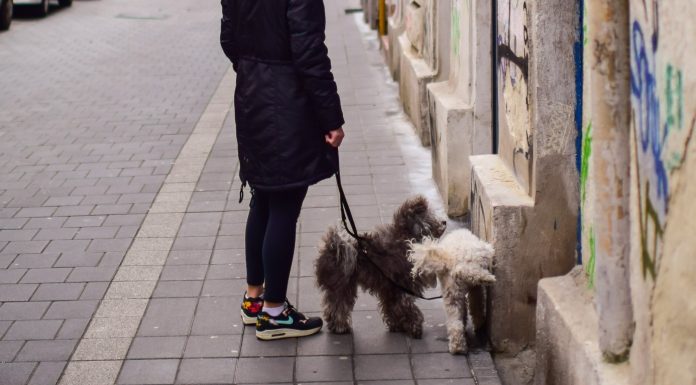 Obligația pe care o vor avea proprietarii de câini dintr-un oraș italian. Amendă de până la 500 de euro dacă nu va fi respectată