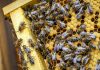 Support for beekeepers: 15 euros for each registered bee colony