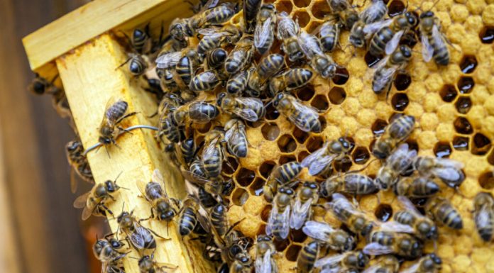 Support for beekeepers: 15 euros for each registered bee colony