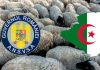 Premieră logistică. România a realizat primul transport aerian cu peste 4.000 de oi în Algeria