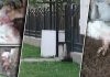 O haită de câini face ravagii într-o comună din Buzău și le omoară animalele sătenilor. Oamenii cer ajutorul autorităților