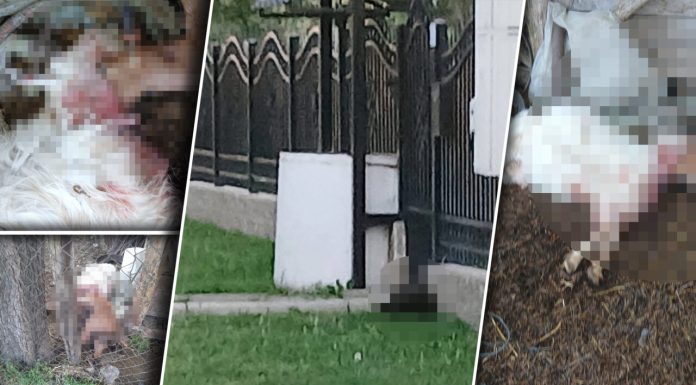 O haită de câini face ravagii într-o comună din Buzău și le omoară animalele sătenilor. Oamenii cer ajutorul autorităților