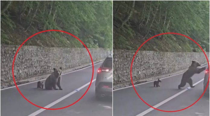 Ce ar fi determinat-o pe ursoaica de pe Transfăgărășan să-l atace pe turistul bulgar. Noi imagini scot la iveală detalii despre incident