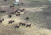 „Ferma groazei” din Cluj, fără autorizație. Sute de animale au murit de foame, iar cele supraviețuitoare sunt încă acolo