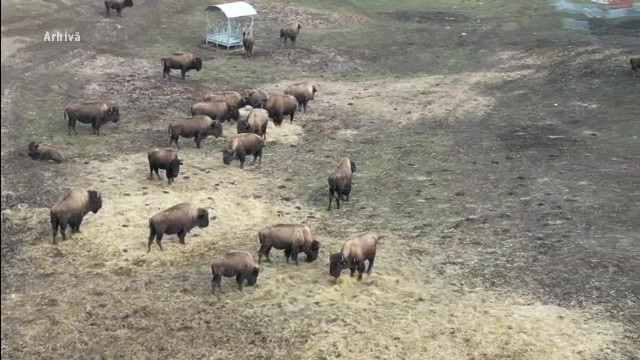 „Ferma groazei” din Cluj, fără autorizație. Sute de animale au murit de foame, iar cele supraviețuitoare sunt încă acolo